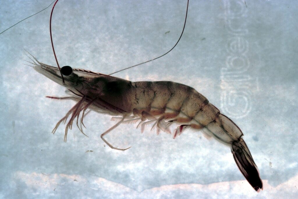 White shrimp, Litopenaeus setiferus. Photo: NOAA/public domain.
