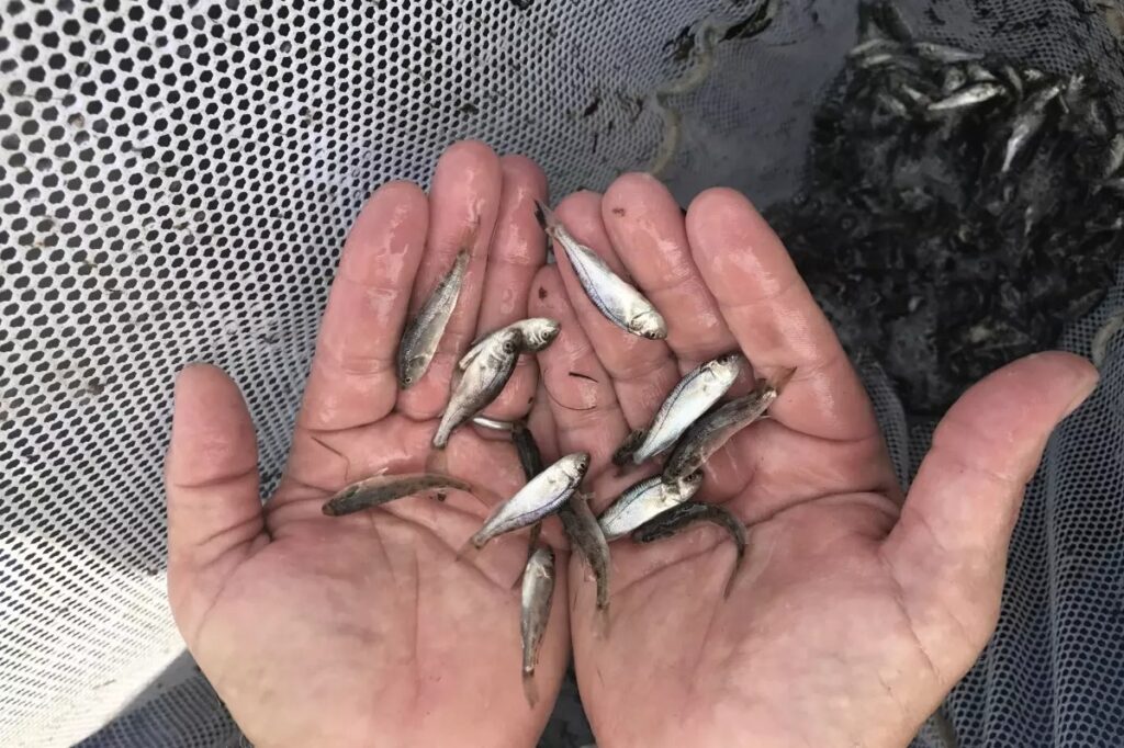 Juvenile red drum from Bears Bluff National Fish Hatchery, SC. Photo: Gena Lyons/USFWS.
