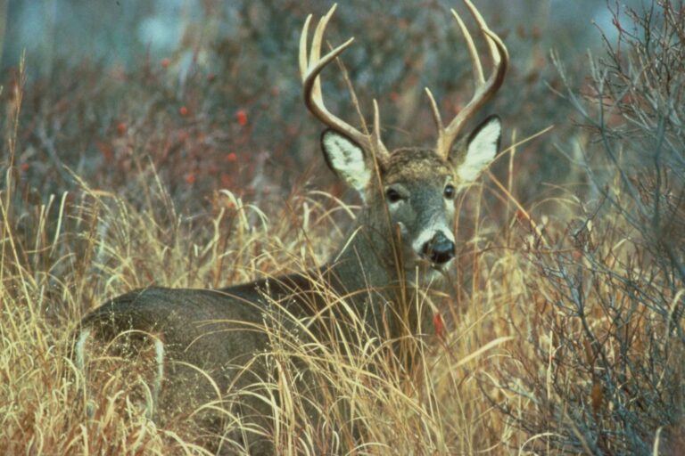 SC deer hunters get 6-tag base set for 2026-27 season